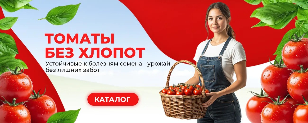 Томаты без хлопот — устойчивые к болезням семена
